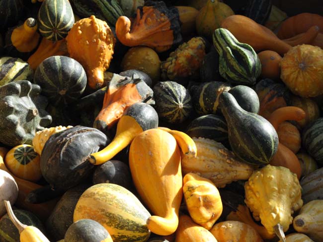 gourds from the market