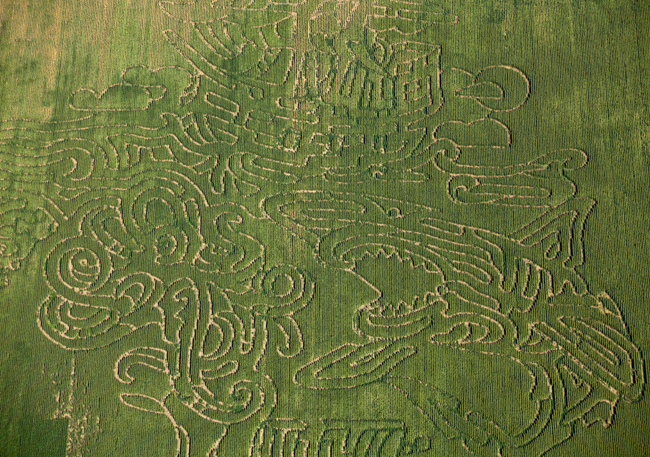corn maze 2012 7
