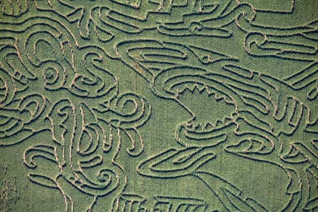 corn maze 2012 1