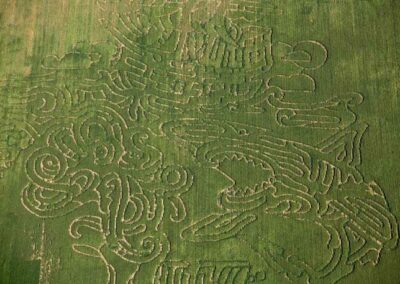 corn maze 2012 4