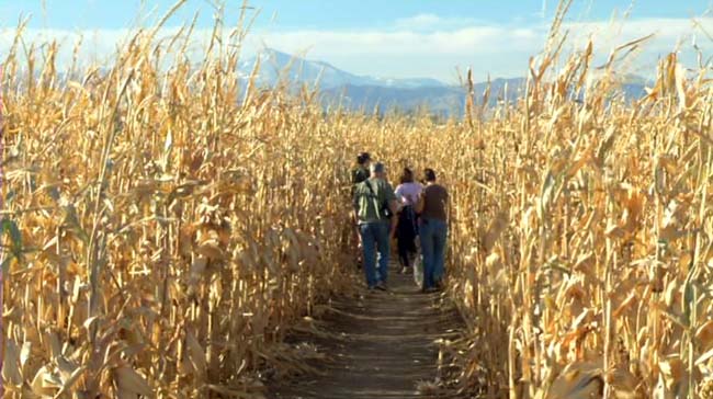 corn maze entering