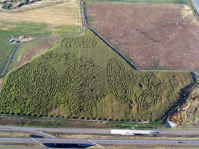 corn maze 12 zoom out