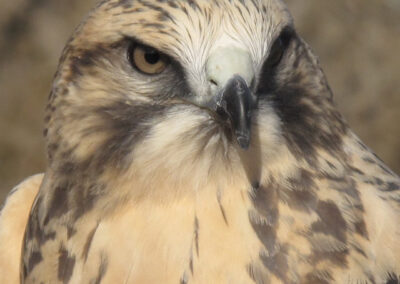hawk close up