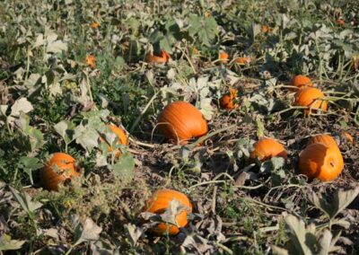 u-pickem patch pumpkins