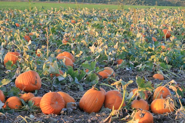u-pickem patch of pumpkins