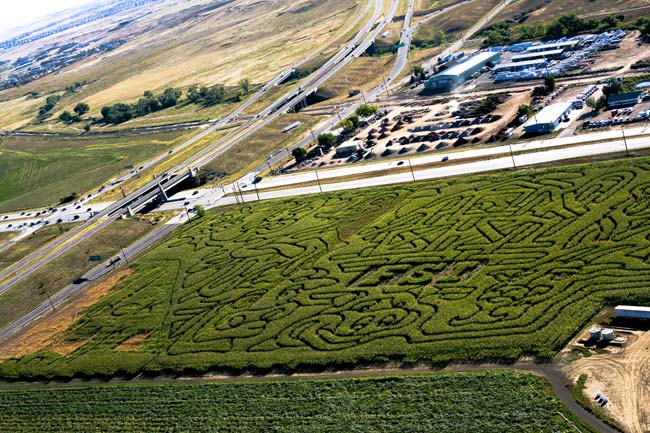corn maze arial view