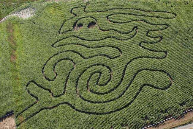 corn maze small design